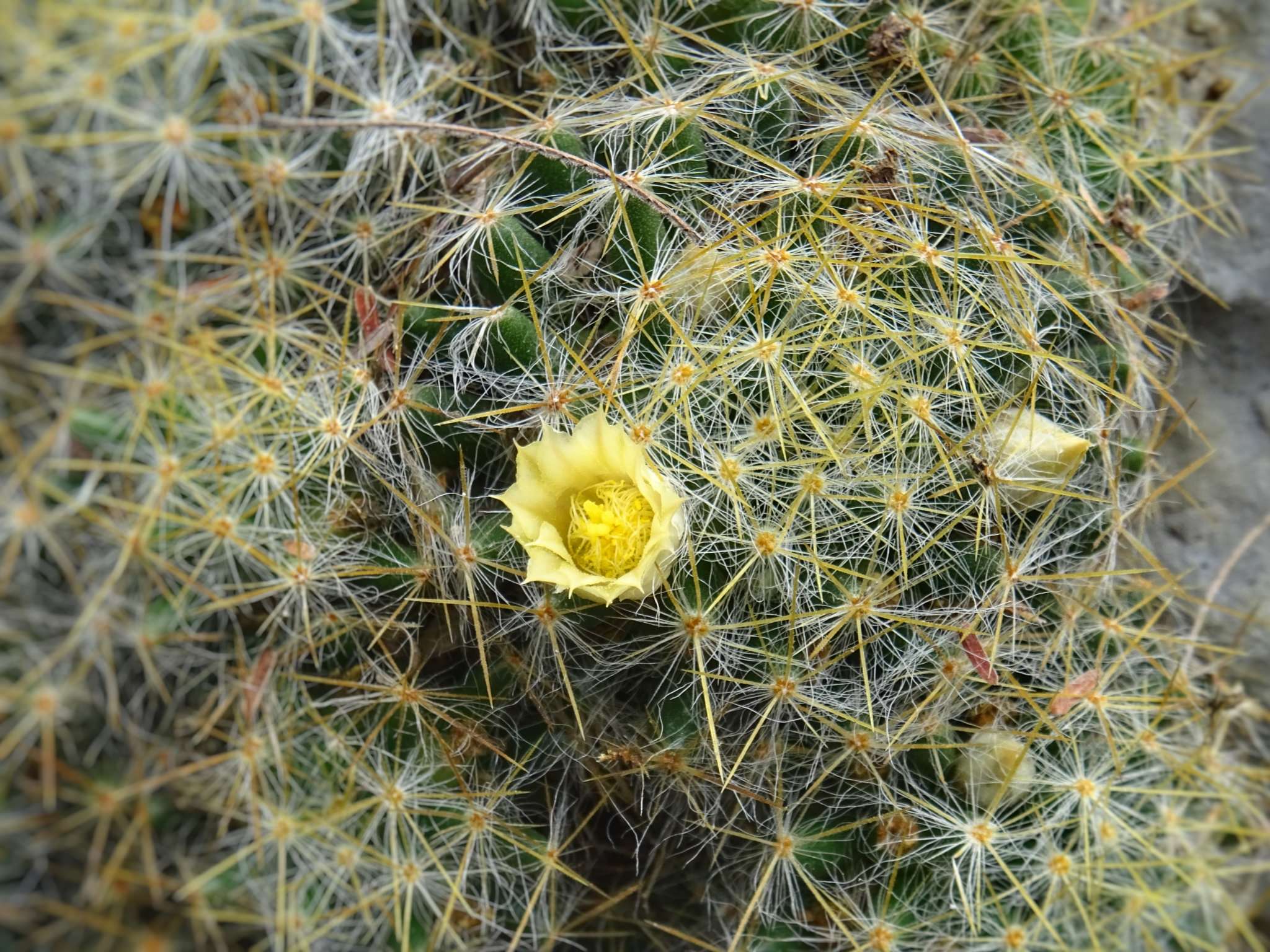 Mammillaria prolifera var. Texensis